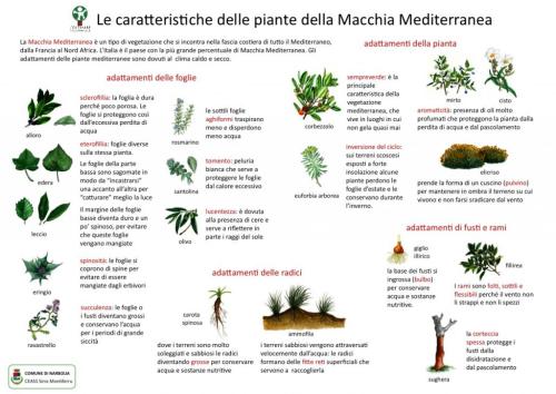 Caratteristiche-Macchia-Mediterranea