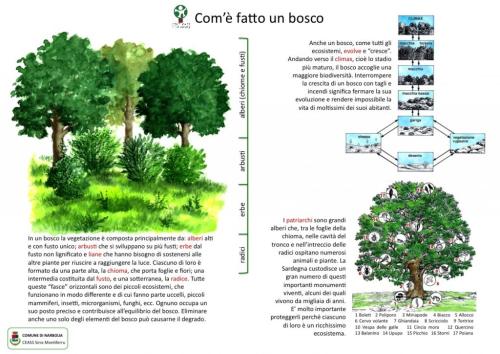 Com-e-fatto-un-bosco