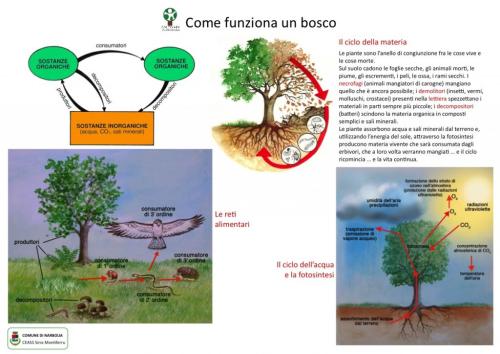 Come-funziona-un-bosco