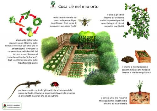 Cosa-c-e-nel-mio-orto
