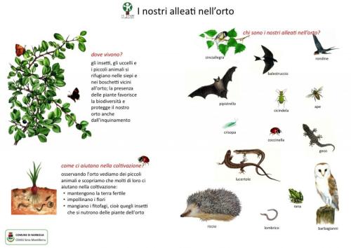 I-nostri-alleati-nell-orto