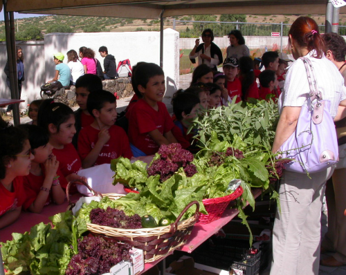 Il-mercato-delle-verdurine_5